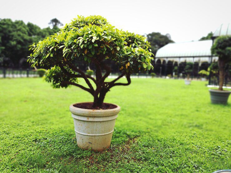 Baum Nahaufnahme einer grünen Pflanze auf dem Rasen 1048944 28693314