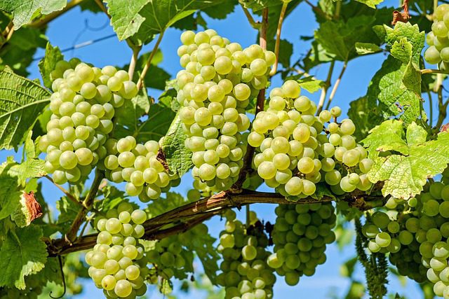 Der Weinberg produziert den teuersten Champagner der Welt