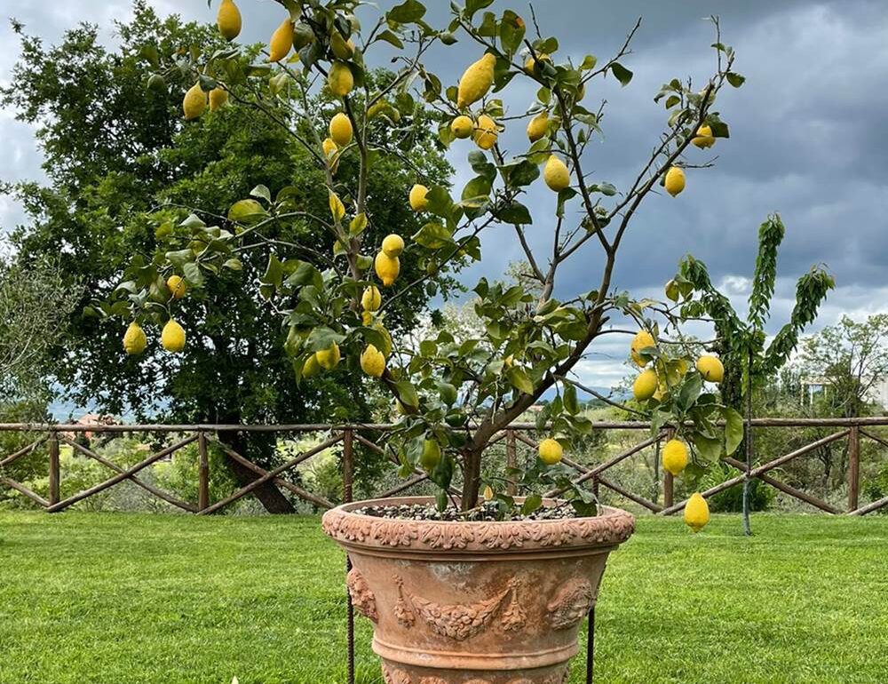 Welche Blumentöpfe für den Garten wählen?