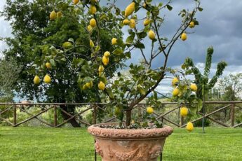 Welche Blumentöpfe für den Garten wählen?