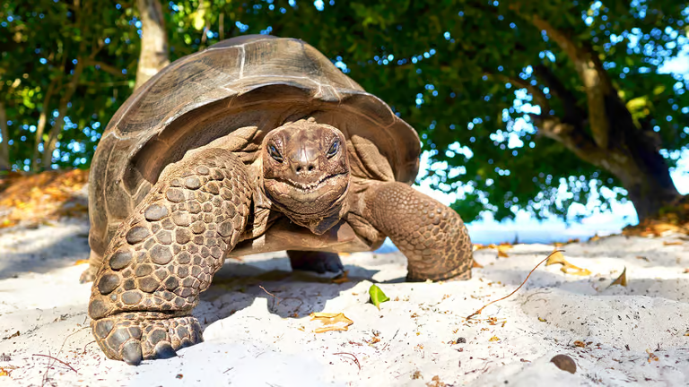 Wohin zur Seychellen-Schildkröte