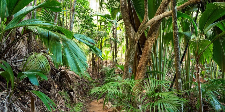 Wohin auf den Seychellen