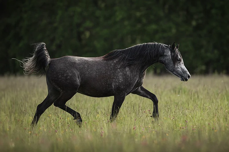 Arabische Pferde Blog