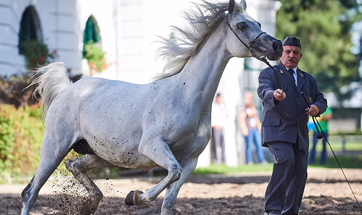 Berühmte Arabergestüte in Polen