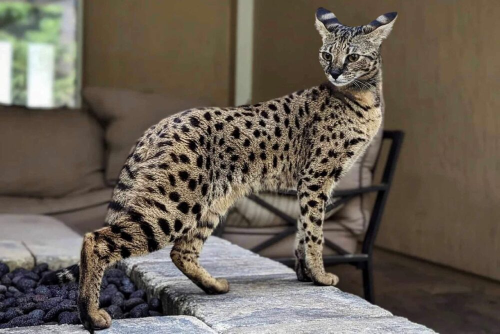 Was ist die teuerste Katze