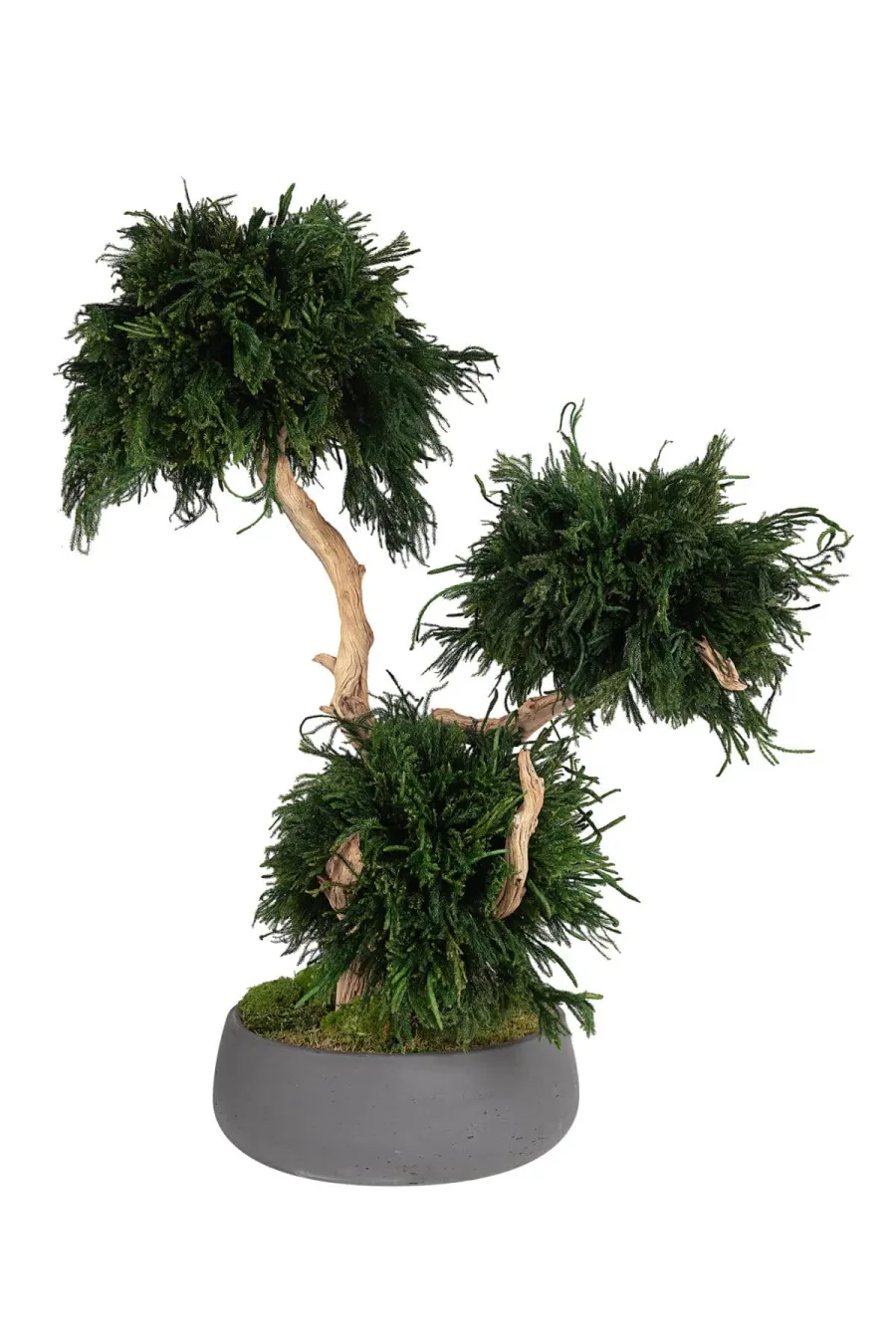 Worin besteht die Stabilisierung von Pflanzen