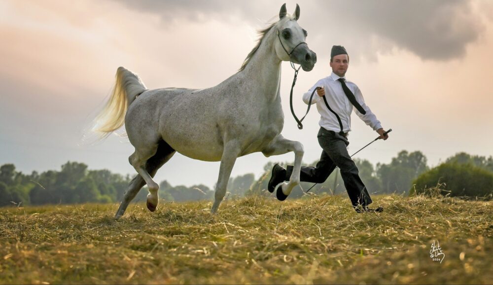 Zucht von Araberpferden