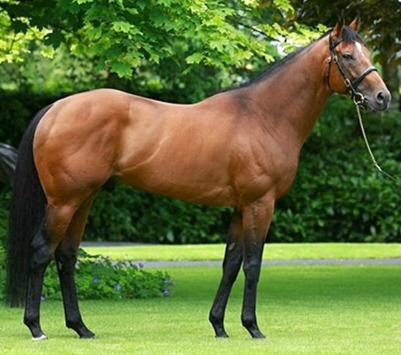 Temperament des Vollbluts