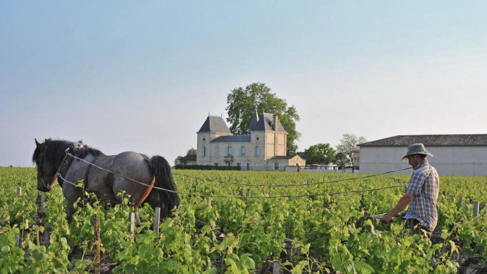 Wein Chateau Margaux Preis