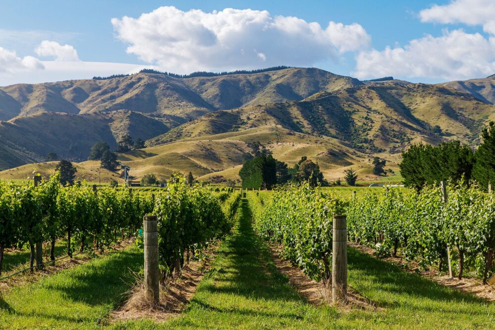 Marlborough Region Winzer