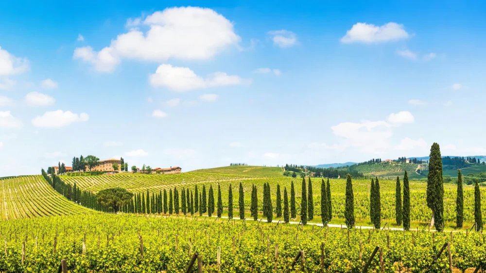 Welche Sind Die Bekannten Weinregionen